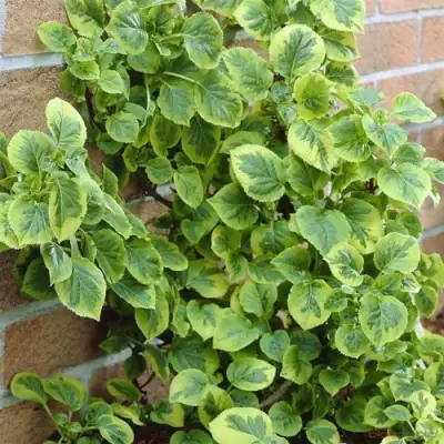 Гортензия МИРАНДА черешковая в Калинковичах