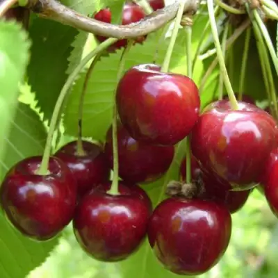 Вишня ХАРИТОНОВСКАЯ в Калинковичах