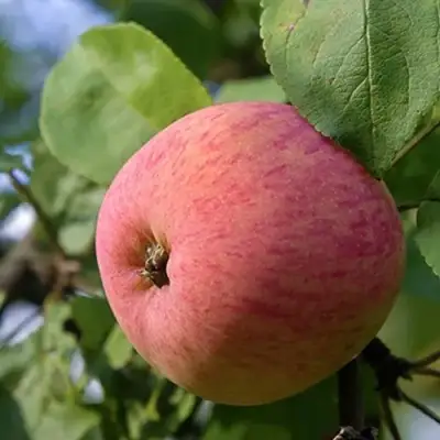 Яблоня МЕЛБА в Калинковичах