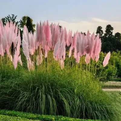 Кортадерия розовая (пампасная трава) в Калинковичах