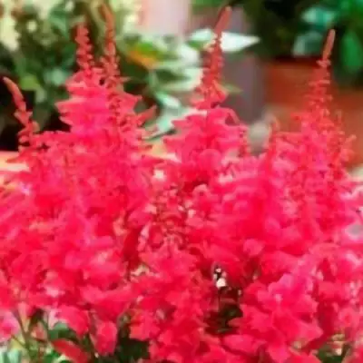 Астильба ЮНИК КАРМИН гибридная в Калинковичах