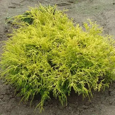 Кипарисовик ГОЛДЕН МОП горохоплодный в Калинковичах