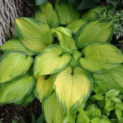 Хоста СТЕЙНД ГЛАСС гибридная в Калинковичах