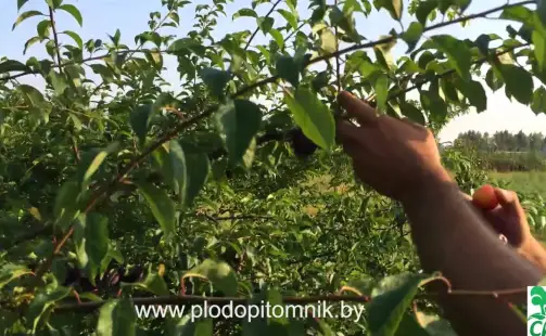 Превью видео