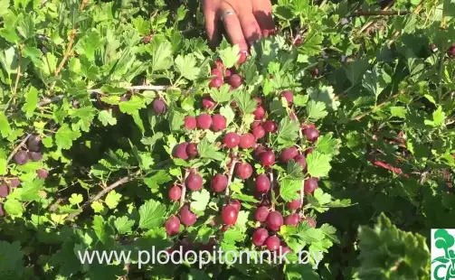 Превью видео