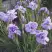 Ирис ИМПЕРИАЛ ОПАЛ сибирский в Калинковичах