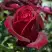 Роза ПАПА МЕЙЯН чайно-гибридная в Калинковичах