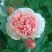 Роза ФИЛИНГ чайно-гибридная в Калинковичах