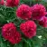 Пион БЕЛГРАВИЯ травянистый в Калинковичах