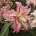 Лилия БРОКЕН ХАРТ восточная махровая в Калинковичах