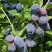 Жимолость съедобная БЛУ ТРЕЖЭ (ГОЛУБОЕ СОКРОВИЩЕ) в Калинковичах