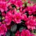 Азалия КАНЗОНЕТТА японская в Калинковичах
