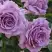 Роза ЛАВ СОНГ флорибунда в Калинковичах