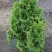 Туя ЗМАТЛИК западная в Калинковичах