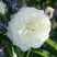 Роза АЛАБАСТЕР флорибунда в Калинковичах