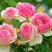 Роза ПЬЕР ДЕ РОНСАР плетистая в Калинковичах