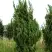 Можжевельник КАЙЗУКА китайский в Калинковичах