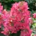 Гортензия МЕГА МИНДИ метельчатая в Калинковичах