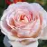 Роза АНДРЕ ЛЕ НОТР чайно-гибридная в Калинковичах
