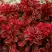 Барбарис РЕД ХОТ ЧИЛИ тунберга в Калинковичах
