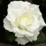 Роза МОНДИАЛЬ чайно-гибридная в Калинковичах