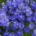 Вероника РОЯЛ БЛЮ большая в Калинковичах