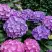 Гортензия ГАМБУРГ крупнолистная в Калинковичах