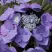 Гортензия БЛАУМАЙС (БЛАУМАЙЗЕ) крупнолистная в Калинковичах
