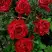Роза РЕД ИНТУИШН чайно-гибридная в Калинковичах