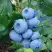 Голубика ТОРО в Калинковичах