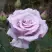 Роза СИЛЬВЕР СТАР чайно-гибридная в Калинковичах