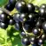 Смородина чёрная ДЕЛИКАТЕСНАЯ в Калинковичах
