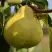 Груша ВЕЛИКАЯ ЛЕТНЯЯ (БОЛЬШАЯ ЛЕТНЯЯ) в Калинковичах