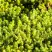 Очиток (седум) ЙЕЛЛОУ КВИН едкий в Калинковичах