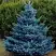 Ель МАДЖЕСТИК БЛЮ колючая в Калинковичах