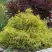 Кипарисовик ГОЛДЕН МОП горохоплодный в Калинковичах