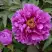 Пион ЛИЛОВАЯ ФАНТАЗИЯ древовидный в Калинковичах