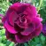 Роза БУРГУНДИ АЙС флорибунда в Калинковичах