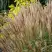 Мискантус КЛЯЙН СИЛЬБЕРСПАЙН китайский  в Калинковичах
