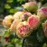 Роза ПИТАХАЙЯ чайно-гибридная в Калинковичах