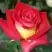 Роза ФРЕНДШИП чайно-гибридная в Калинковичах