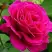 Роза МАЛИНОВЫЙ ЗВОН чайно-гибридная в Калинковичах