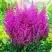 Астильба ПЕПЛ РЕЙН гибридная в Калинковичах