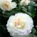 Роза ВАЙТ МЕЙДИЛАНД почвопокровная в Калинковичах
