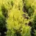 Туя ГОЛДЕН БРАБАНТ западная в Калинковичах