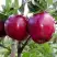 Яблоня РЕД ДЕЛИШЕС в Калинковичах