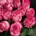 Роза КАРУСЕЛЬ чайно-гибридная в Калинковичах