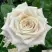 Роза МЕНТА чайно-гибридная в Калинковичах