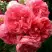 Роза РОЗАРИУМ ЮТЕРСОН плетистая в Калинковичах