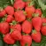 Клубника САН АНДРЕАС ремонтантная в Калинковичах